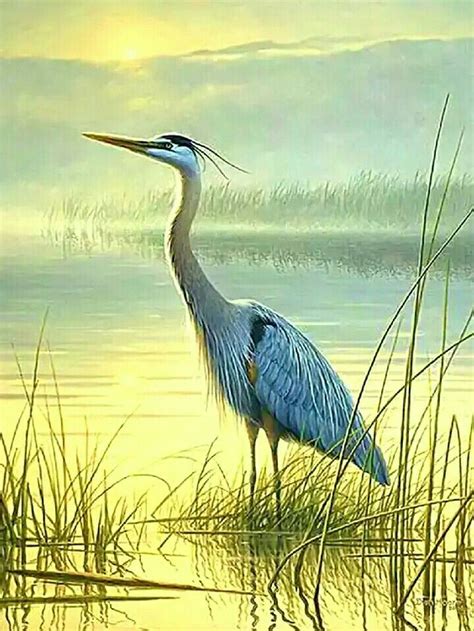 Pin by Francesca Trovato Battagliola on Animali | Heron art, Watercolor bird, Birds painting