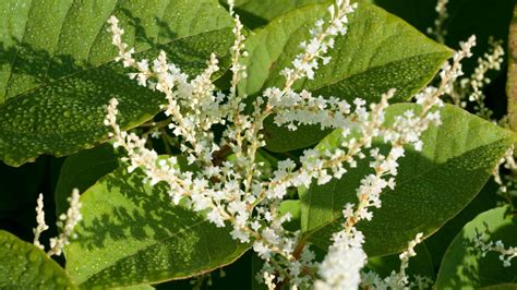 Japanese Knotweed Extract (Polygonum cuspidatum) – Resveratrol 50% – Druid Alchemy