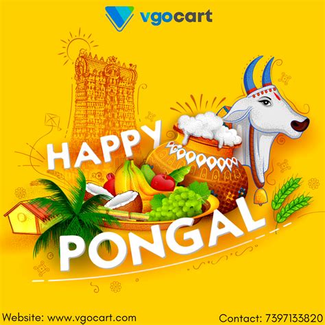 Pongal Festival, Origin, Rituals, Important Tradition And Celebrations ...