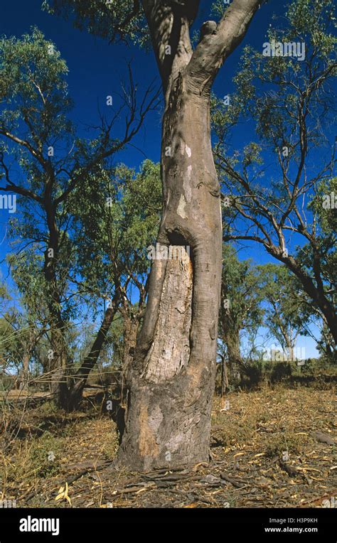 Australian aboriginal hi-res stock photography and images - Alamy