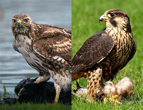 Hawk vs Falcon: Similarities And Differences Explained