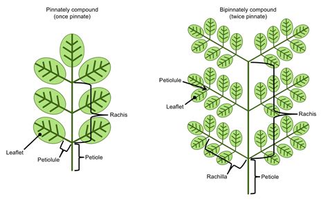 Pinnately Compound Leaf Diagram