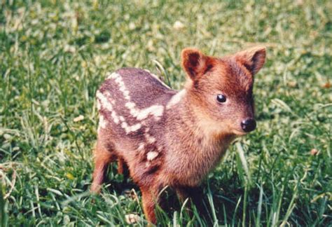 Cutest animals in the world: Pudu deer