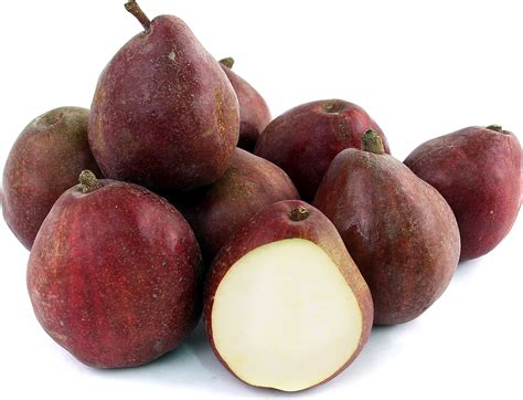 Red Anjou Pears Information and Facts