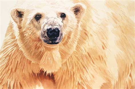 ""Hope" Polar Bear Wildlife Watercolor Art" by Paul Jackson | Redbubble