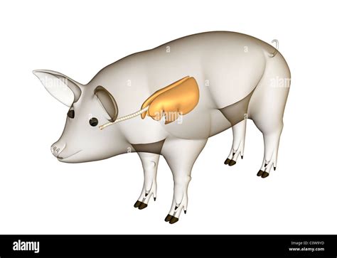 pig anatomy respiratory lungs with transparent body Stock Photo - Alamy