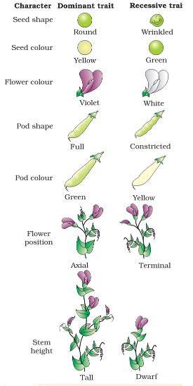 How many dominant characteristics are present in pea plant from given list? Round seed, Green ...