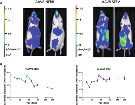 Whole-body bioluminescence imaging of mice which have received an ...