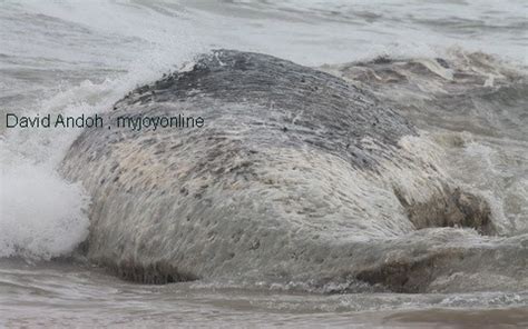 Whales being washed ashore not caused by oil drilling – EPA