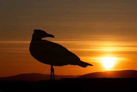 Bird Sunset Landscape Silhouette Free Stock Photo - Public Domain Pictures