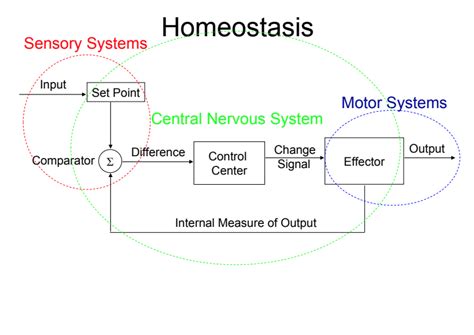 Homeostasis of Thermoregulation Lesson Plan for 9th - Higher Ed | Lesson Planet