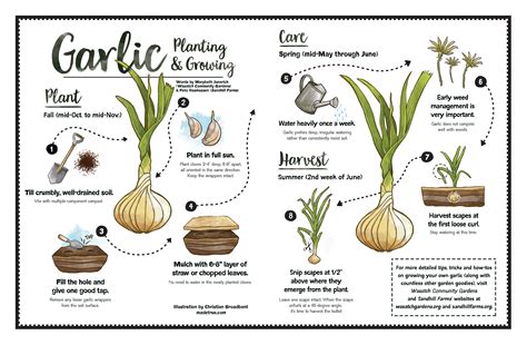 Garlic Planting & Growing – SLUG Magazine