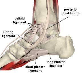 spring ligament - Google Search | Palpations | Pinterest | Google search