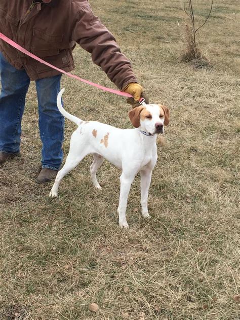 ENGLISH POINTER PUPPIES FOR SALE