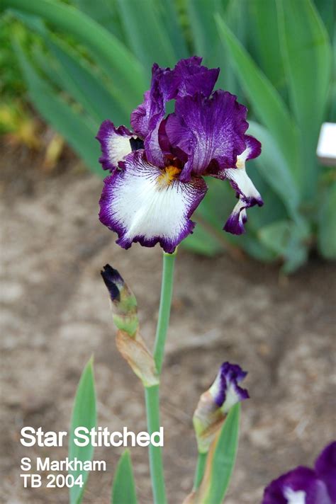 Tall Bearded Iris (Iris 'Star Stitched') in the Irises Database ...