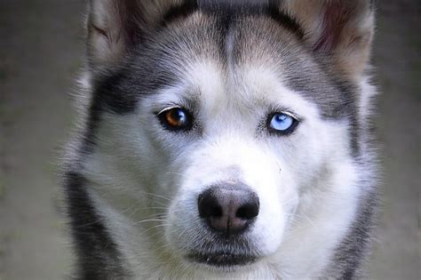 All the Siberian Husky Eye Colors Explained (With Pictures!) - DogsPlanet.com