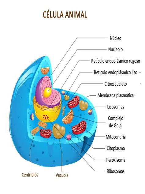 Imagen De Celula Animal Y Vegetal