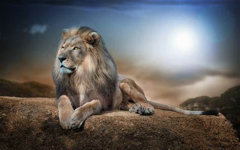 lion, Animals, Nature, Wildlife, Rock Wallpapers HD / Desktop and Mobile Backgrounds