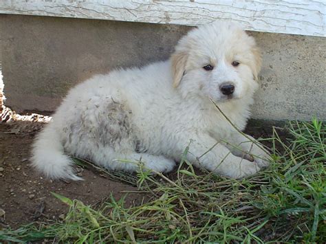 Rules of the Jungle: Great Pyrenees puppies