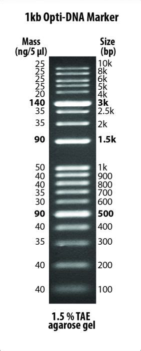 1kb Opti-DNA Marker | Molecular Biology Products Pakistan