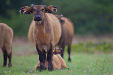 Congo wildlife: closer than ever - Lonely Planet