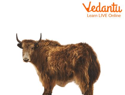 Facts About Yak | Learn Important Terms and Concepts