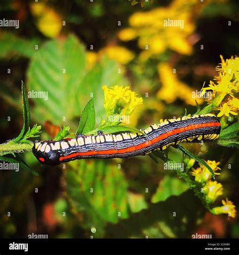 Brown hooded owlet moth caterpillar Stock Photo - Alamy