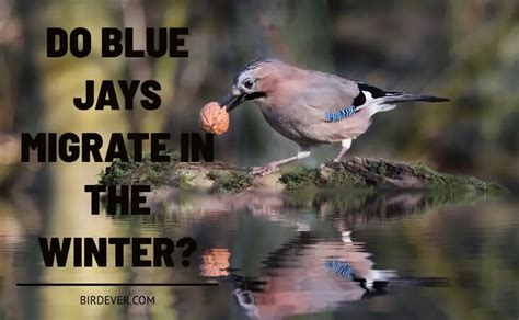 Do Blue Jays Migrate In The Winter? 7 Migration Facts