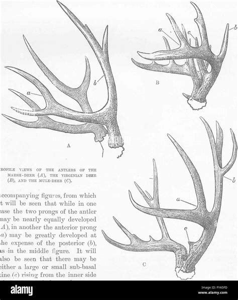 DEER: Profile Antlers of marsh- Virginian & mule-, antique print 1894 Stock Photo - Alamy