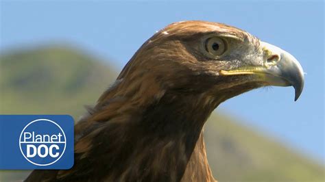 Golden Eagle | HD Documentary - YouTube