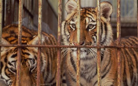 Tiger Bone Wine Trade Reveals China's Two-Faced Approach To Conservancy (NSFW) | HuffPost