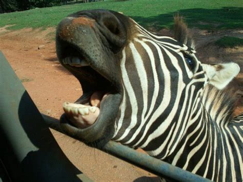 Wild Animal Safari in Pine Mountain Georgia Family Travel