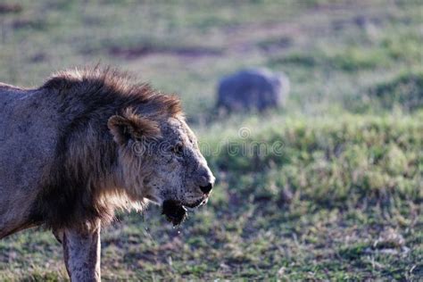 Very Skinny, almost Starving Male Lion Walking in a National Park in Kenya Stock Photo - Image ...