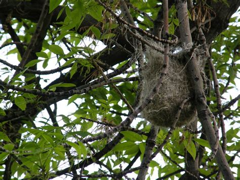 Northern Oriole Nest | Flickr - Photo Sharing!