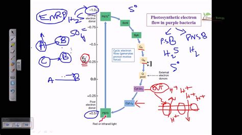 purple bacteria anoxygenic photosynthesis