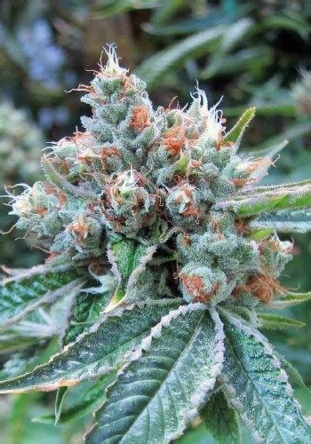 Skywalker OG Feminized Seeds | The Seed Fair