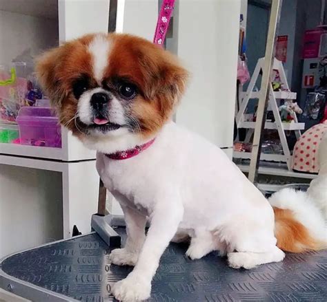 18 Best Pekingese Haircuts for Dog Lovers | The Paws