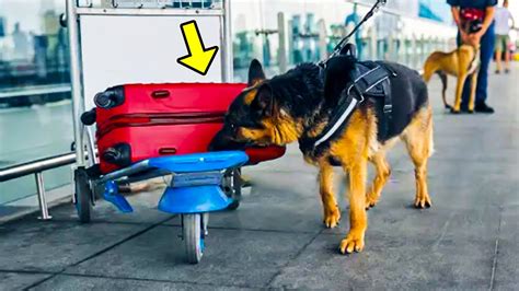 Dog Ran Towards a Suspicious Package. Airport Officials Were Shocked When They Opened It! - YouTube