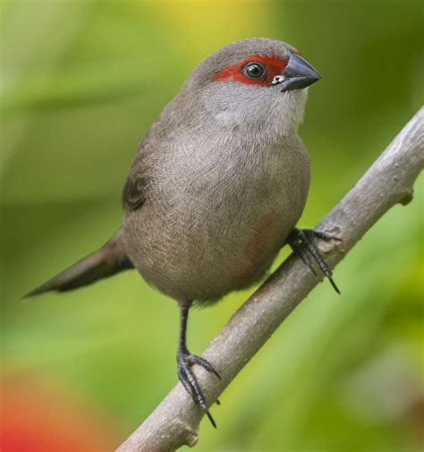 Common Waxbill - Owen Deutsch Photography