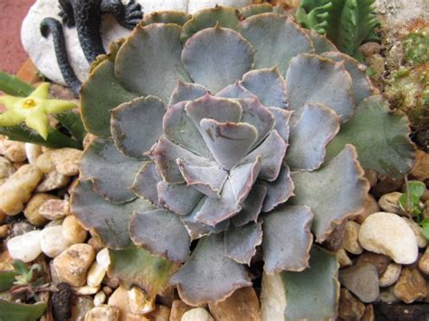 Succulents do grow in Florida | Succulents, Pictures of succulents, Growing succulents