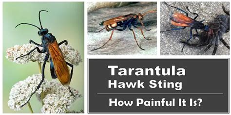 Tarantula Hawk Sting Pain