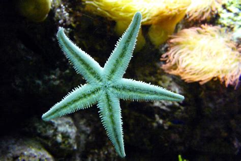 Green Starfish in the ocean image - Free stock photo - Public Domain ...