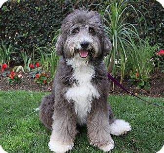 BRIZZIE | Adopted Dog | Newport Beach, CA | Bearded Collie/Poodle ...