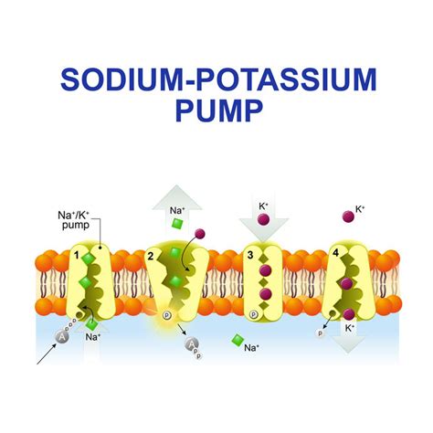 The Delicate Sodium-Potassium Balance and Summer Heat