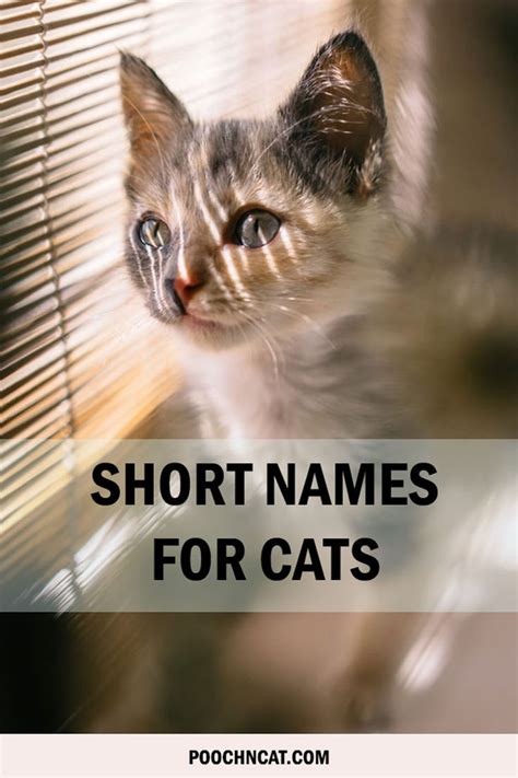 Short names for cats that you will love – Artofit