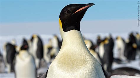 U.S. Fish & Wildlife places Emperor Penguins under safe keeping of Endangered Species Act