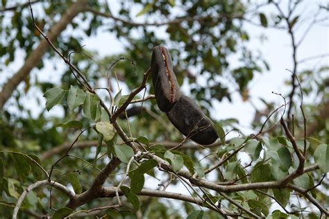 Makha tree (Afzelia xylocarpa) Flower, Leaf, Care, Uses - PictureThis