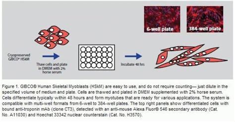 Human Skeletal Myoblasts (HSkM)