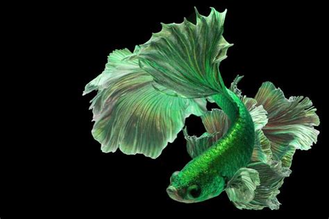 Green Betta Fish: One Of the Rarest Colors | Betta fish, Betta fish types, Betta