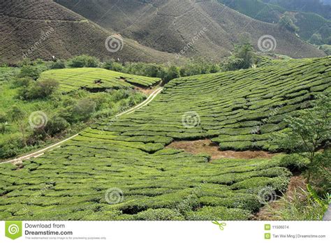 Tea Plantation stock photo. Image of countryside, agriculture - 11506074